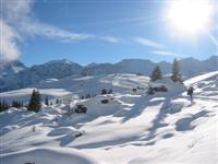 Arosa